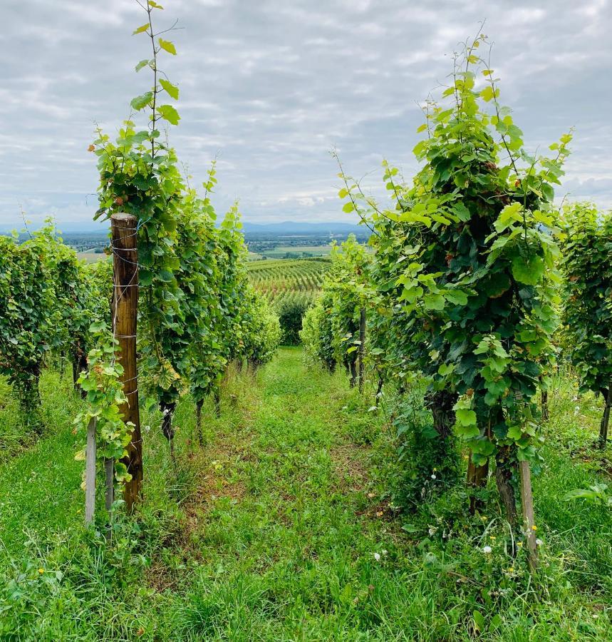 Gite Les Deux Belettes Riquewihr Exterior foto
